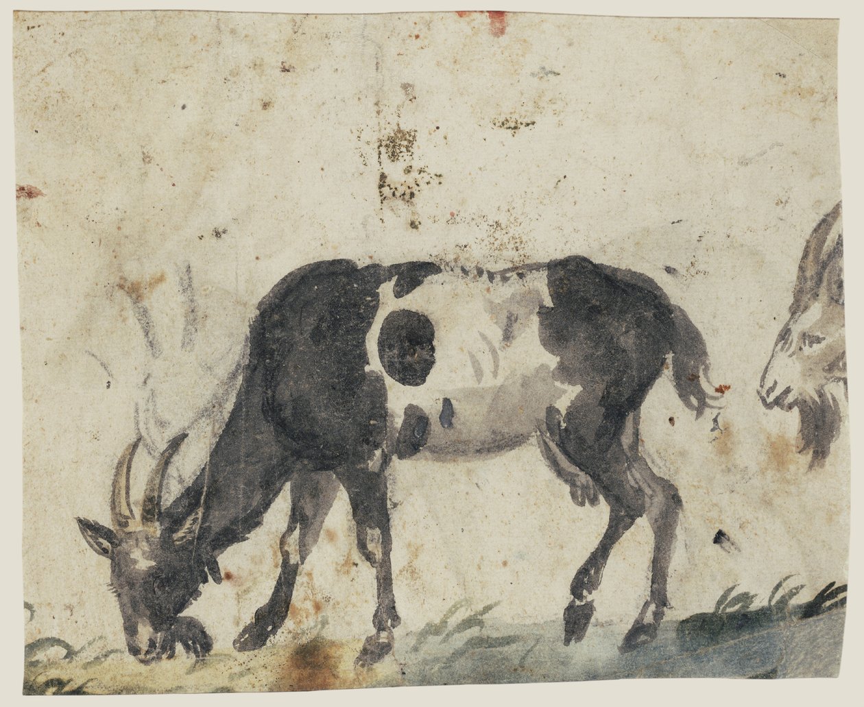 Study of Goats (verso), cca 1520-30 (štětec s černou, šedou, zelenou barvou a černou křídou) od Lucas the Elder Cranach