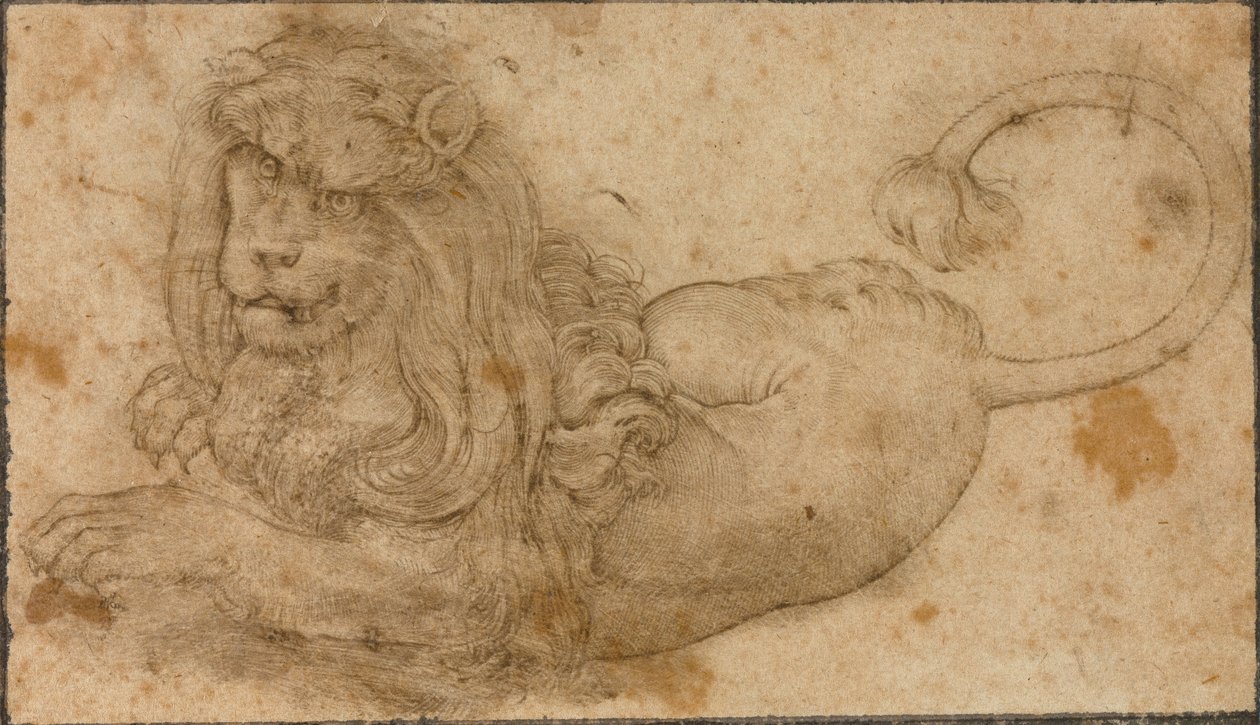 Studie lva od Lucas the Elder Cranach