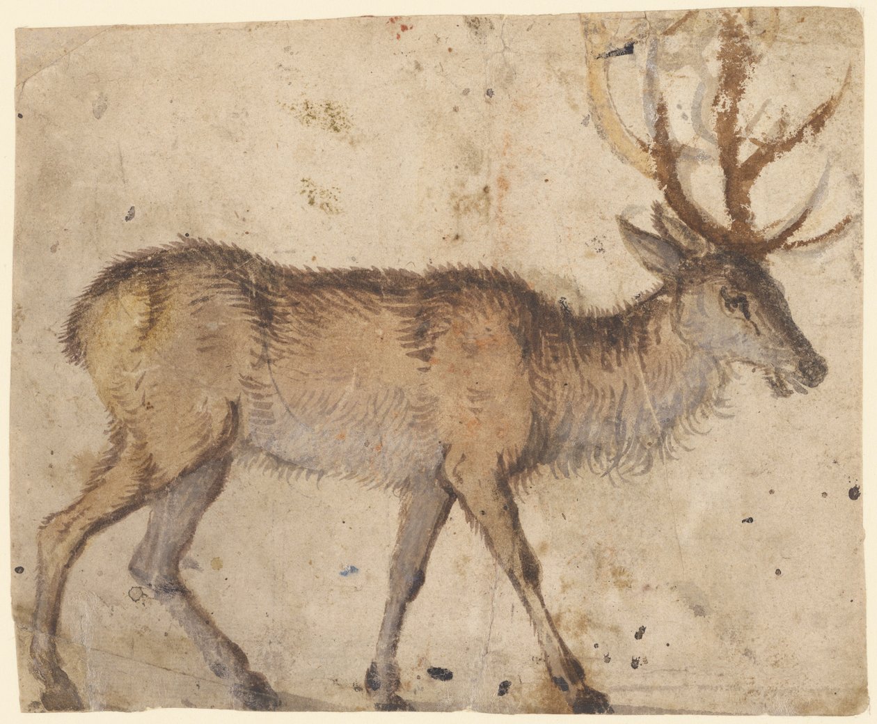 Study of a Stag (recto), c.1520-30 (štětec s hnědým mytím, zvýšený bílým kvašem) od Lucas the Elder Cranach