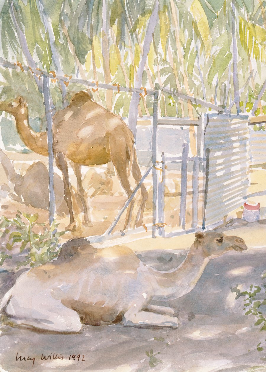 Camels at Rest, Salalah (Omán) 1992 (wc) od Lucy Willis