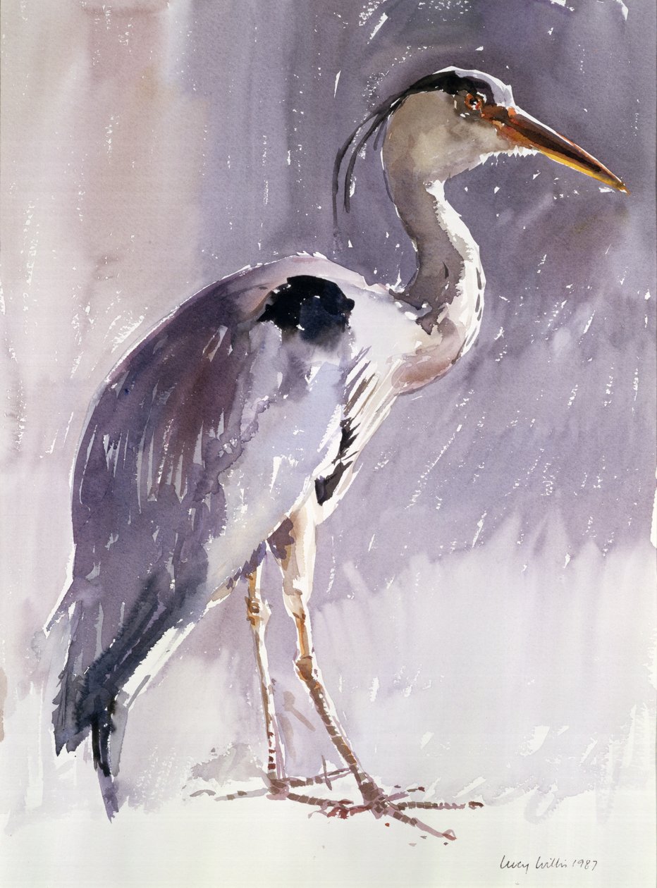 Volavka popelavá, 1987 (wc na papíře) od Lucy Willis