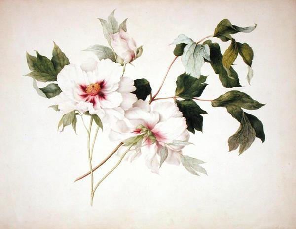 Paeonia suffruticosa od Lucy Cust