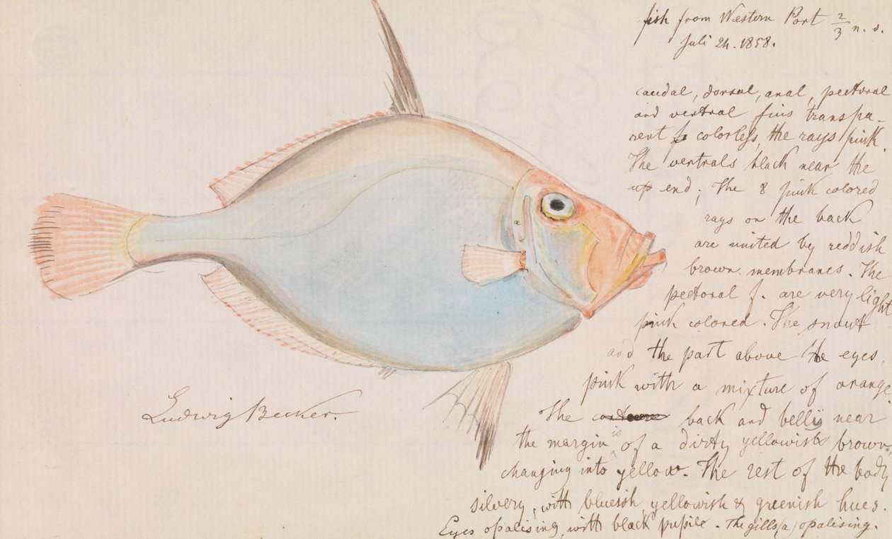 Silver Dory, Cyttus australis od Ludwig Becker