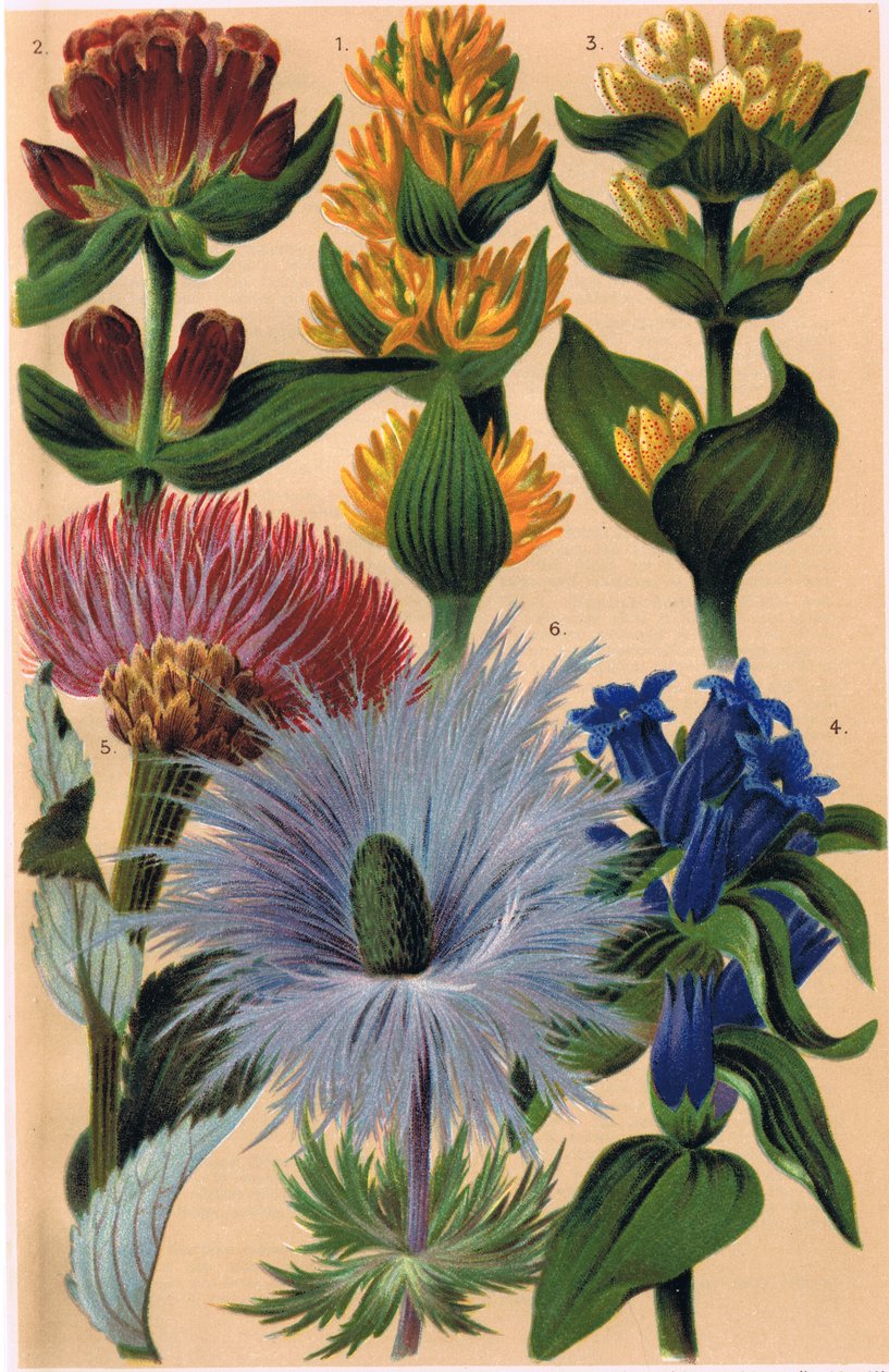 Alpské rostliny, ilustrace z knihy "Alpine Flora" od profesora C. S. Schrotera, vydané v roce 1921 od Ludwig Schroter