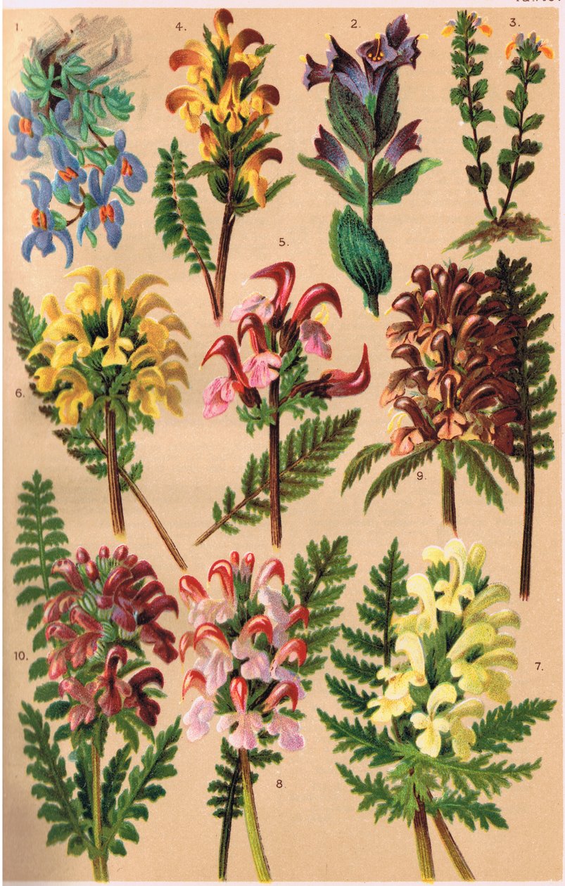 Alpine Plants, ilustrace z „Alpine Flora“ od profesora C.S. Schrotera, vydáno 1921 od Ludwig Schroter