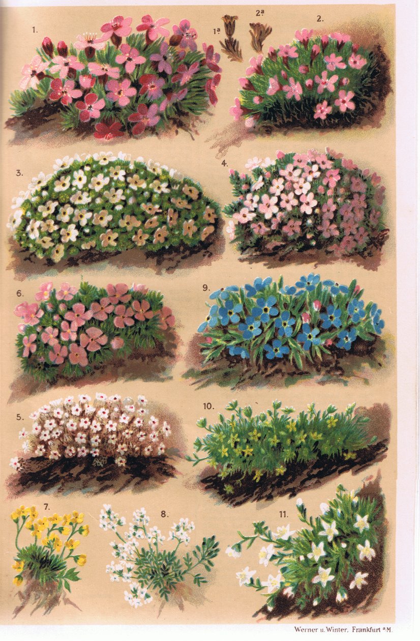 Alpské rostliny, ilustrace z knihy "Alpine Flora" od profesora C. S. Schrotera, vydané v roce 1921 od Ludwig Schroter
