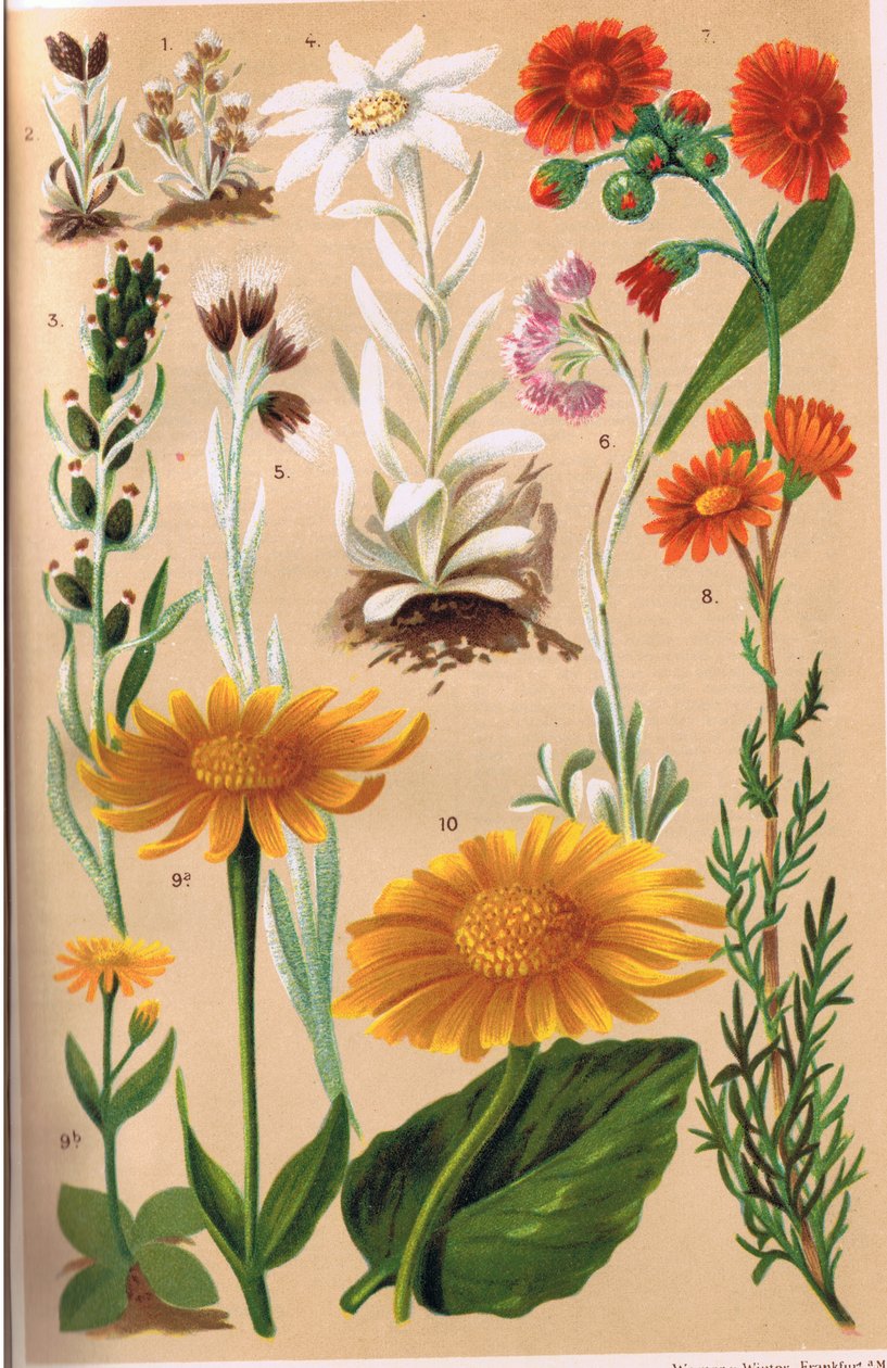 Alpine Plants, ilustrace z „Alpine Flora“ od profesora C.S. Schrotera, vydáno 1921 od Ludwig Schroter