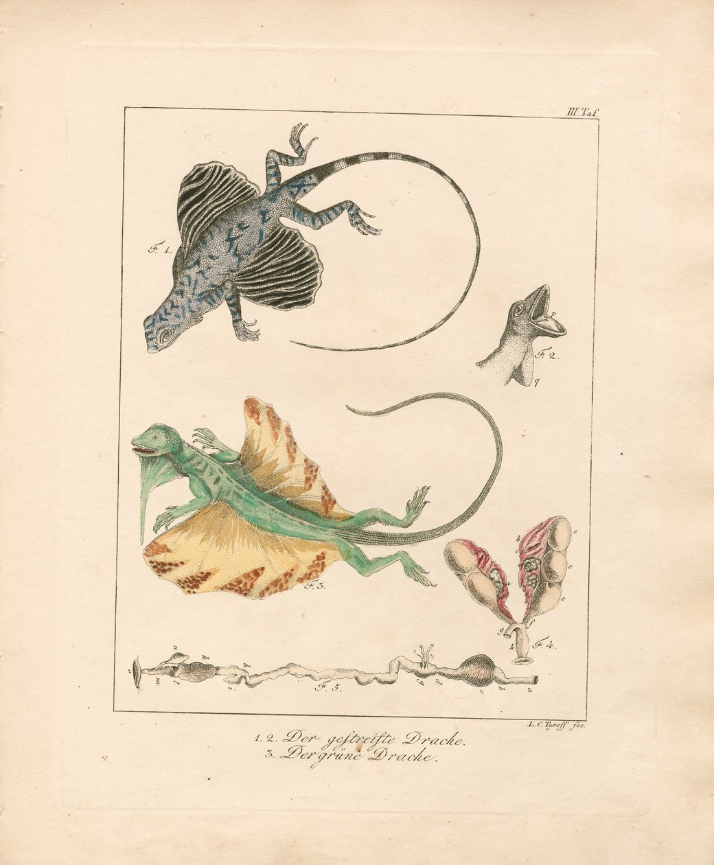 Létající draci a jejich anatomie (ručně kolorovaná mědirytina) od Ludwig Christoph Tyroff