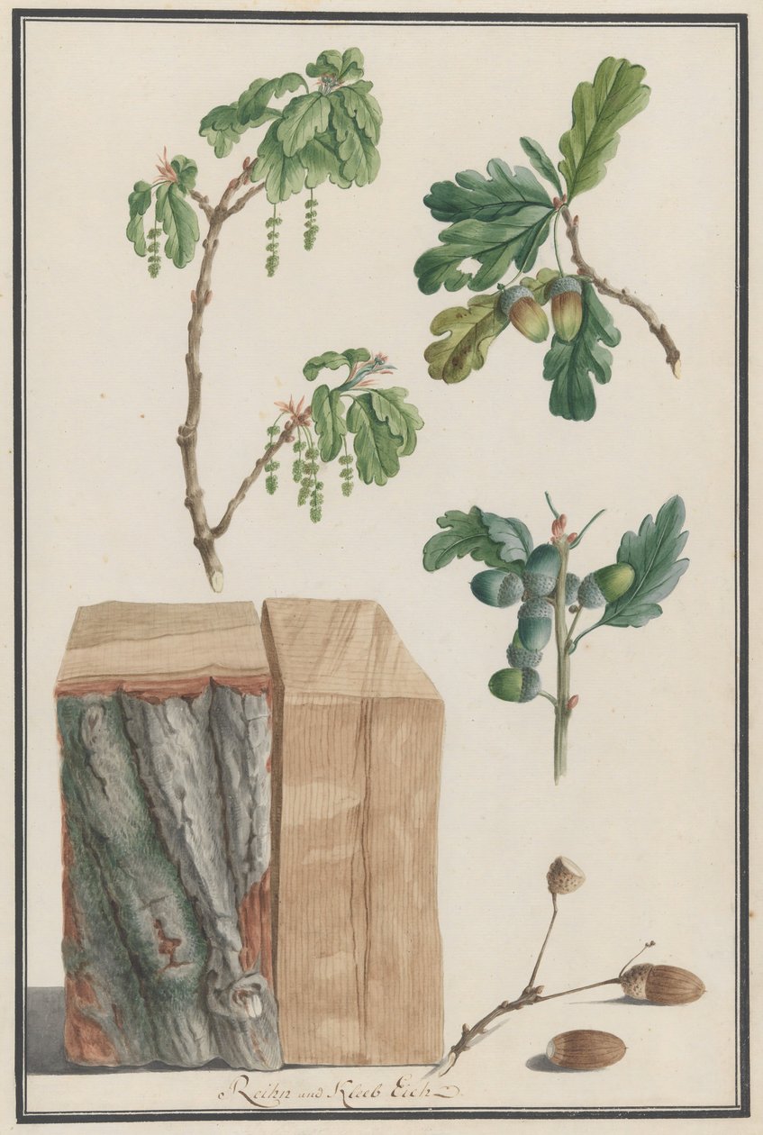 Studie květů, plodů a kmene anglického dubu Quercus robur, 1788. od Ludwig Pfleger