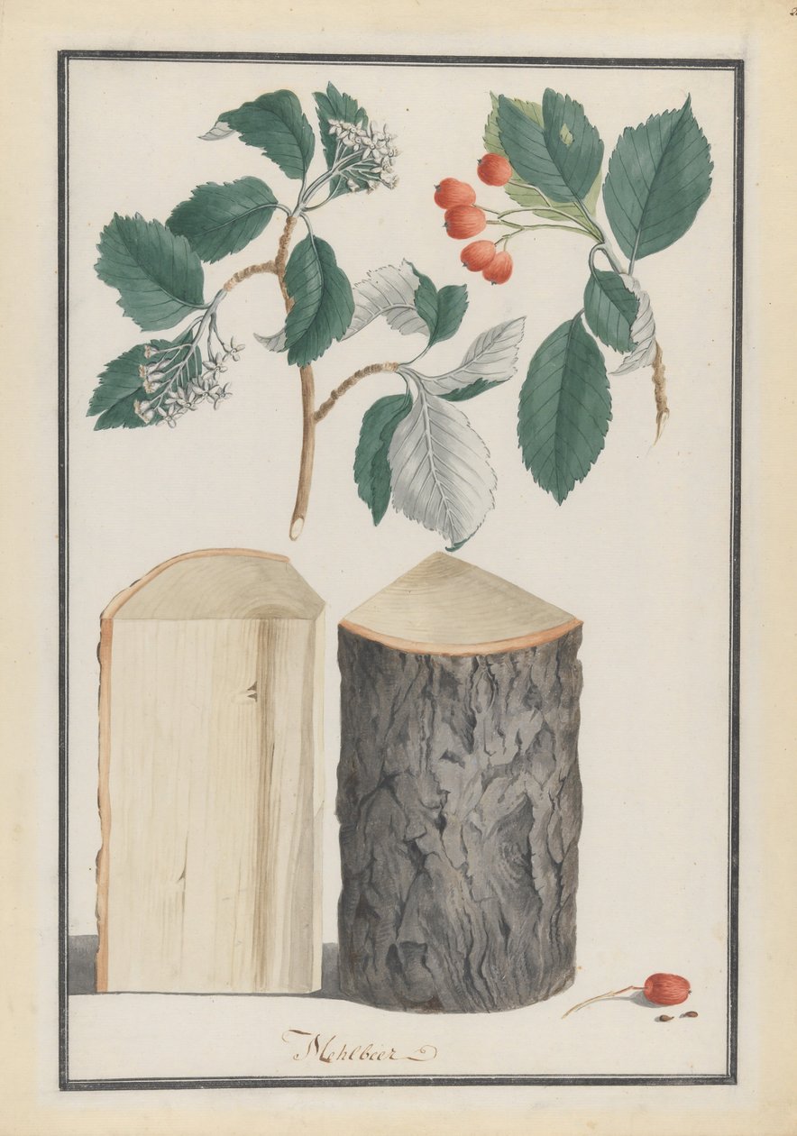 Studie listů, květů, plodů a kmene bělokorého podrodu Sorbus Aria, 1788. od Ludwig Pfleger