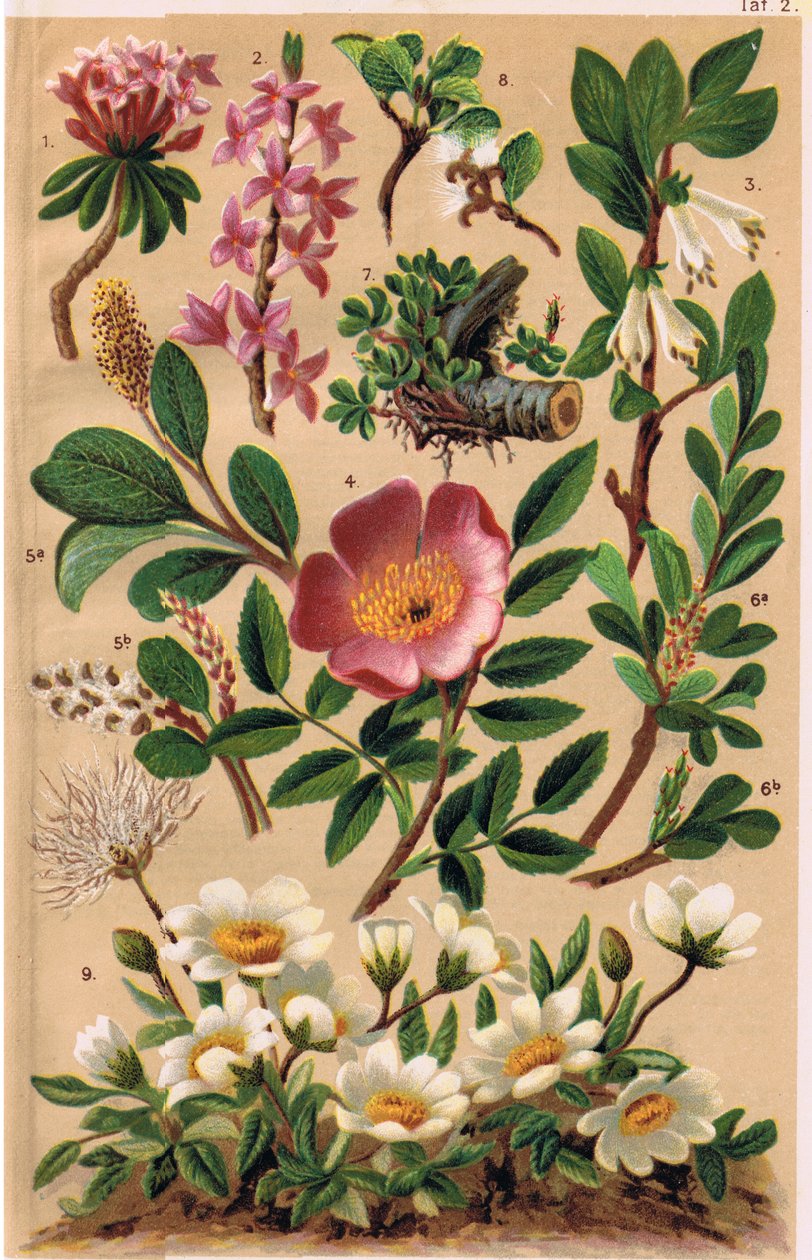 Alpine Plants, ilustrace z „Alpine Flora“ od profesora C.S. Schrotera, vydáno 1921 od Ludwig Schroter