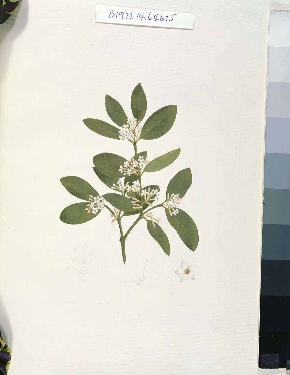 Botanická kresba, ilustrace z 41 botanických kreseb s poznámkami (grafit, wc a bc na papíře) od Luigi Balugani