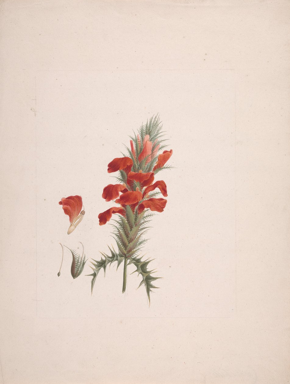Acanthus Sennii Chiov. : hotový výkres s přidanými detaily od Luigi Balugani