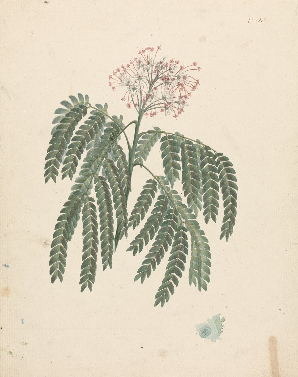 Albizia gummifera (J.F.Gmel.) C.A. Sm. (Gummy Albizia Tree): hotová kresba s drobnými odchylkami v kvetoucí hlavě od Luigi Balugani