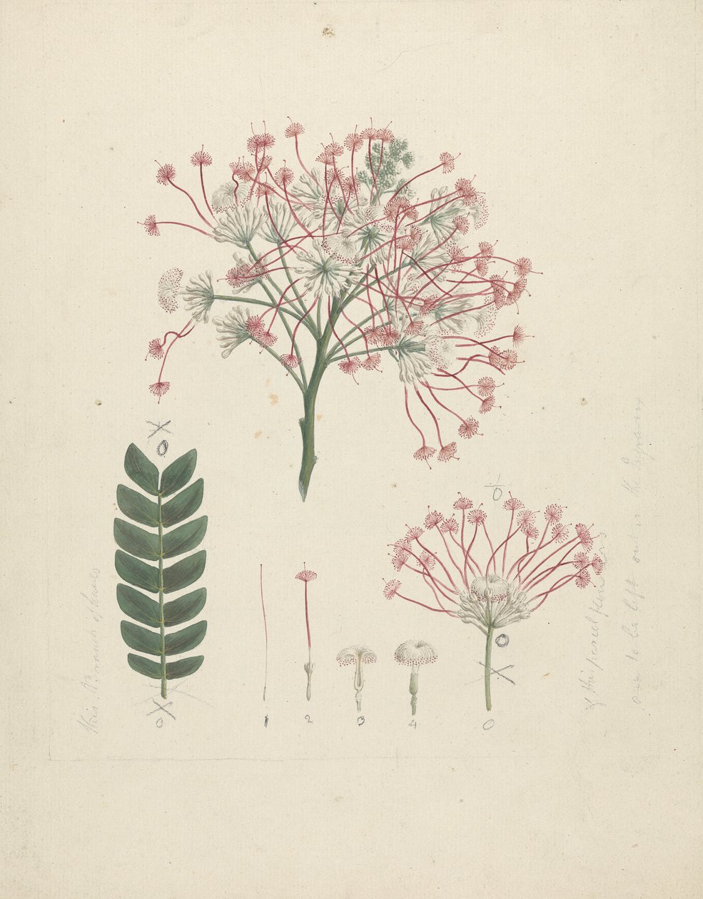 Albizia gummifera (J.F. Gmel.) C.A. Sm. (Gummy Albizia Tree): dokončená kresba kvetoucí hlavy výhonku s detaily květenství, kvítků a listu od Luigi Balugani