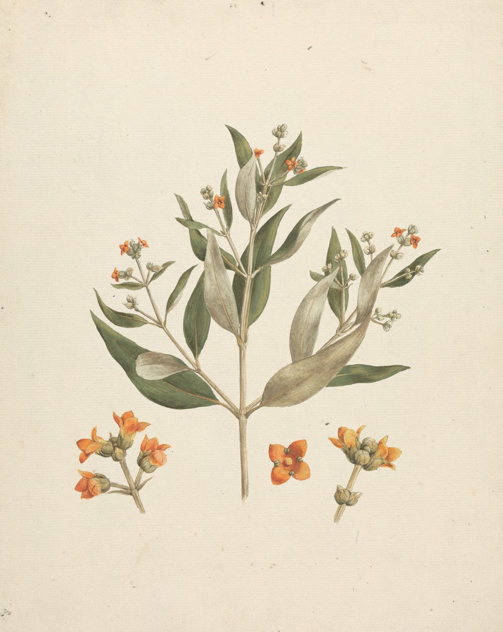 Avicennia marina (Forssk.) Vierh. (White Mangrove): dokončená kresba kvetoucího výhonku s detaily květů od Luigi Balugani