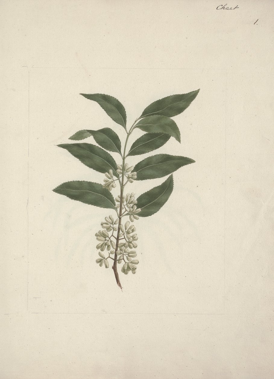 Příběh Edulis Forsk. (Khat): Hotová kresba od Luigi Balugani