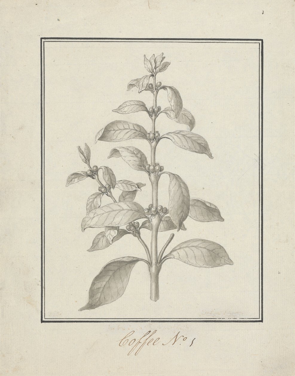 Coffea arabica L. (Arabica Coffee): hotová kresba listového výhonku a bobulí od Luigi Balugani