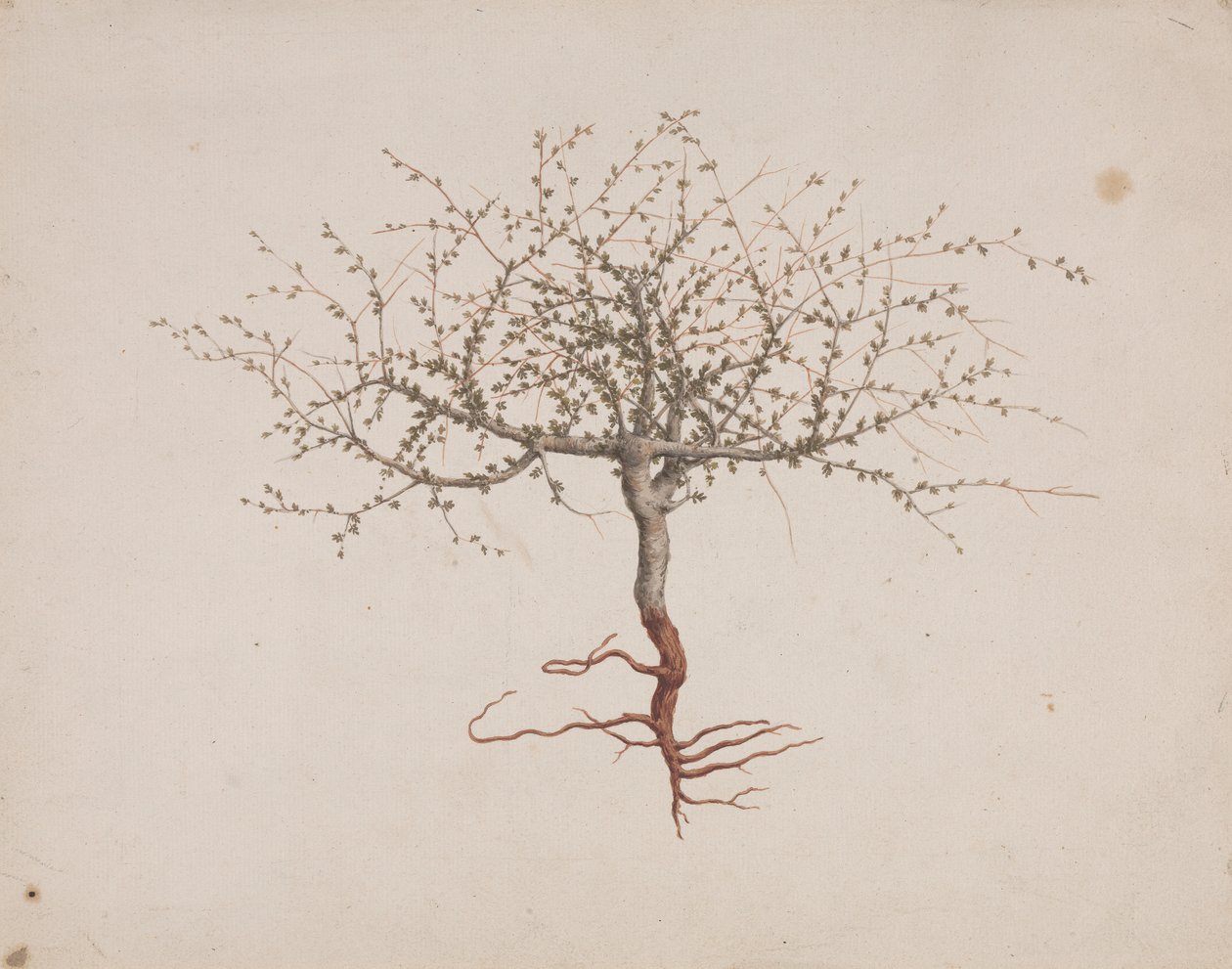 Commiphora gileadensis (L.) C. Chr. (Balzám z Gileadu, Opobalsam): dokončena kresba, pokud je strom zvykem (s kořeny) od Luigi Balugani