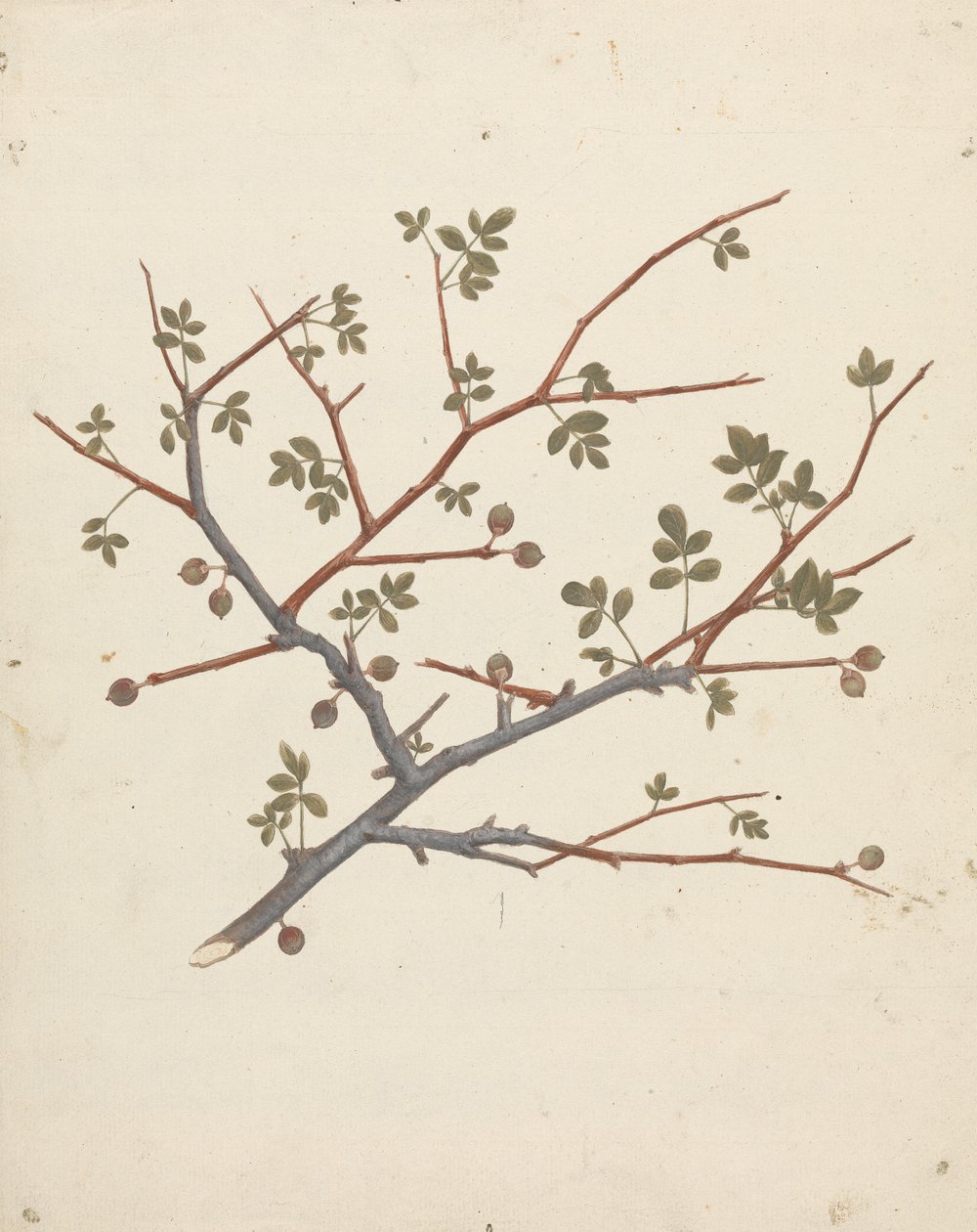 Commiphora gileadensis (L.) C. Chr. (Balzám z Gileadu, Opobalsam): dokončená kresba plodové větve od Luigi Balugani