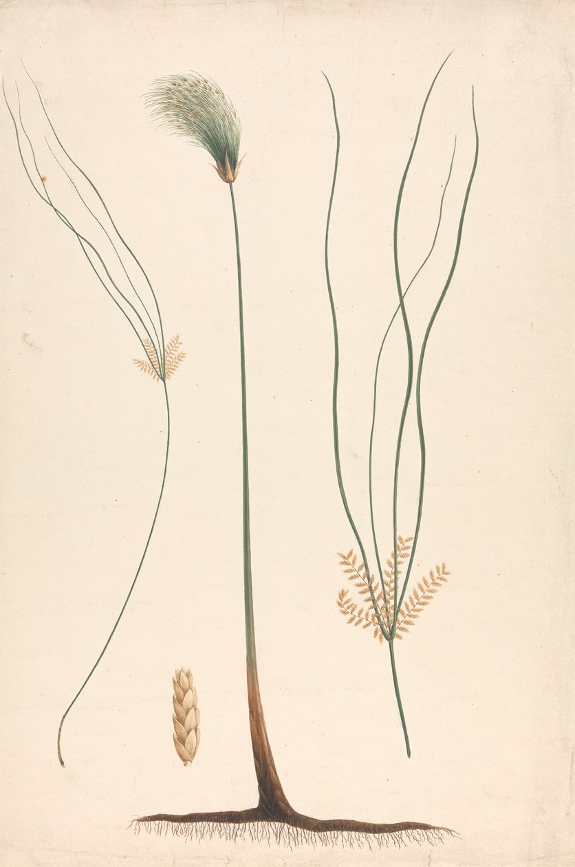 Cyperus papyrus L. (ostřice papyrusová): hotová kresba páry a kvetoucí hlávky, s detaily květenství vlevo a vpravo od Luigi Balugani