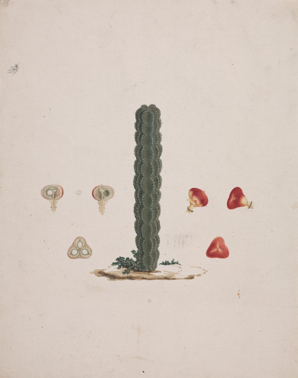 Euphorbia Abyssinica J.F. Gmel. (Etiopian Tree-Sturge): hotový kresba jediného kufru, s podrobnostmi o celém a pitvaném ovoci od Luigi Balugani