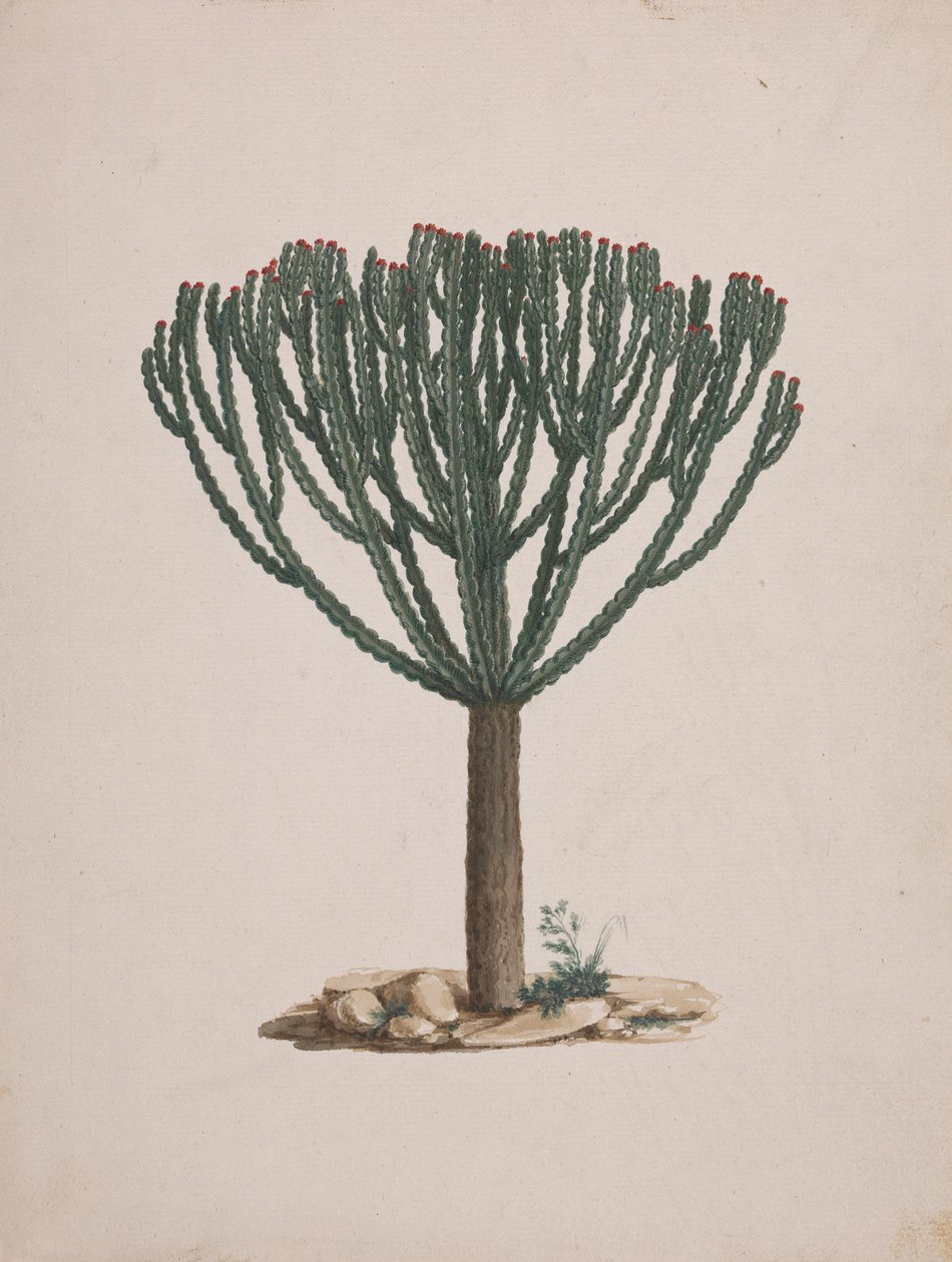 Euphorbia abyssinica J.F. Gmel. (Ethiopian Tree-Spurge): dokončená kresba habitu stromu od Luigi Balugani