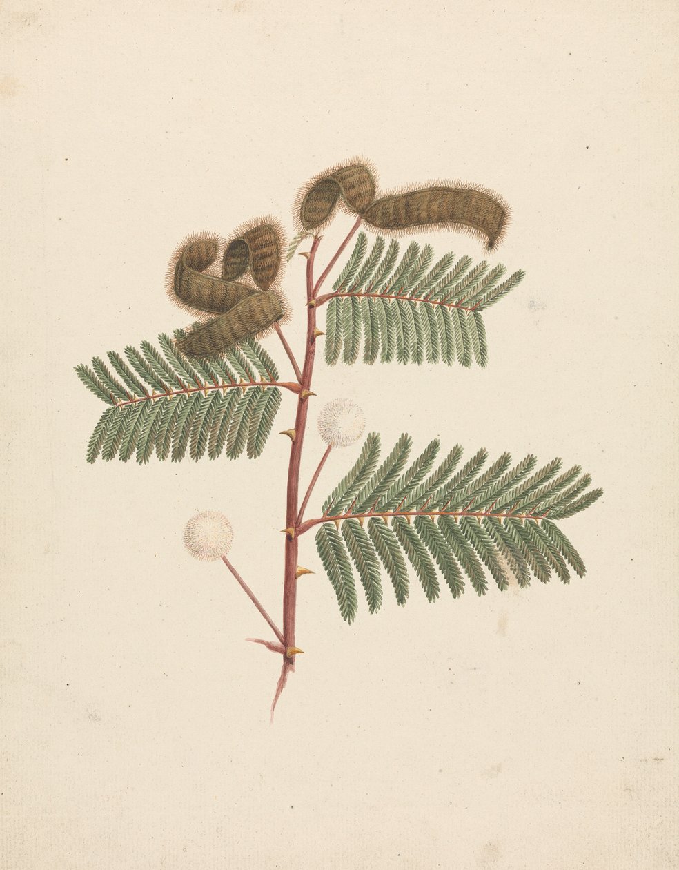 Mimosa pigra (L.): hotová kresba od Luigi Balugani