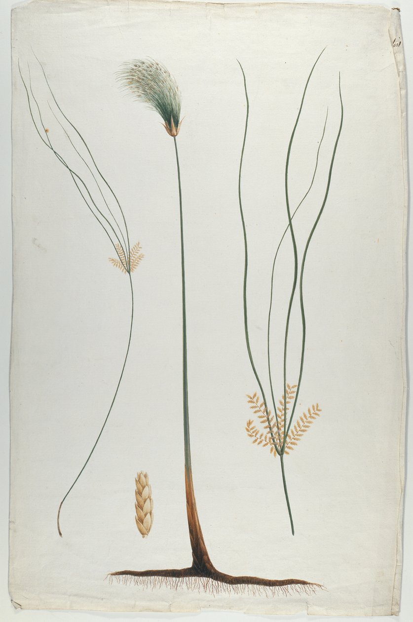 Papyrus (Detail rostliny a kořene), podle Jamese Abyssinian Bruce (1730-94) (wc přes grafit na papíře) od Luigi Balugani