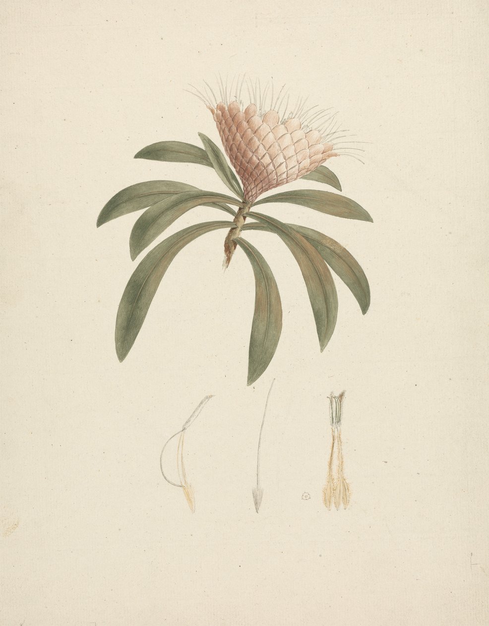 Protea gaguedi J. F. Gmel. (Protea): hotová kresba s květinovými detaily od Luigi Balugani