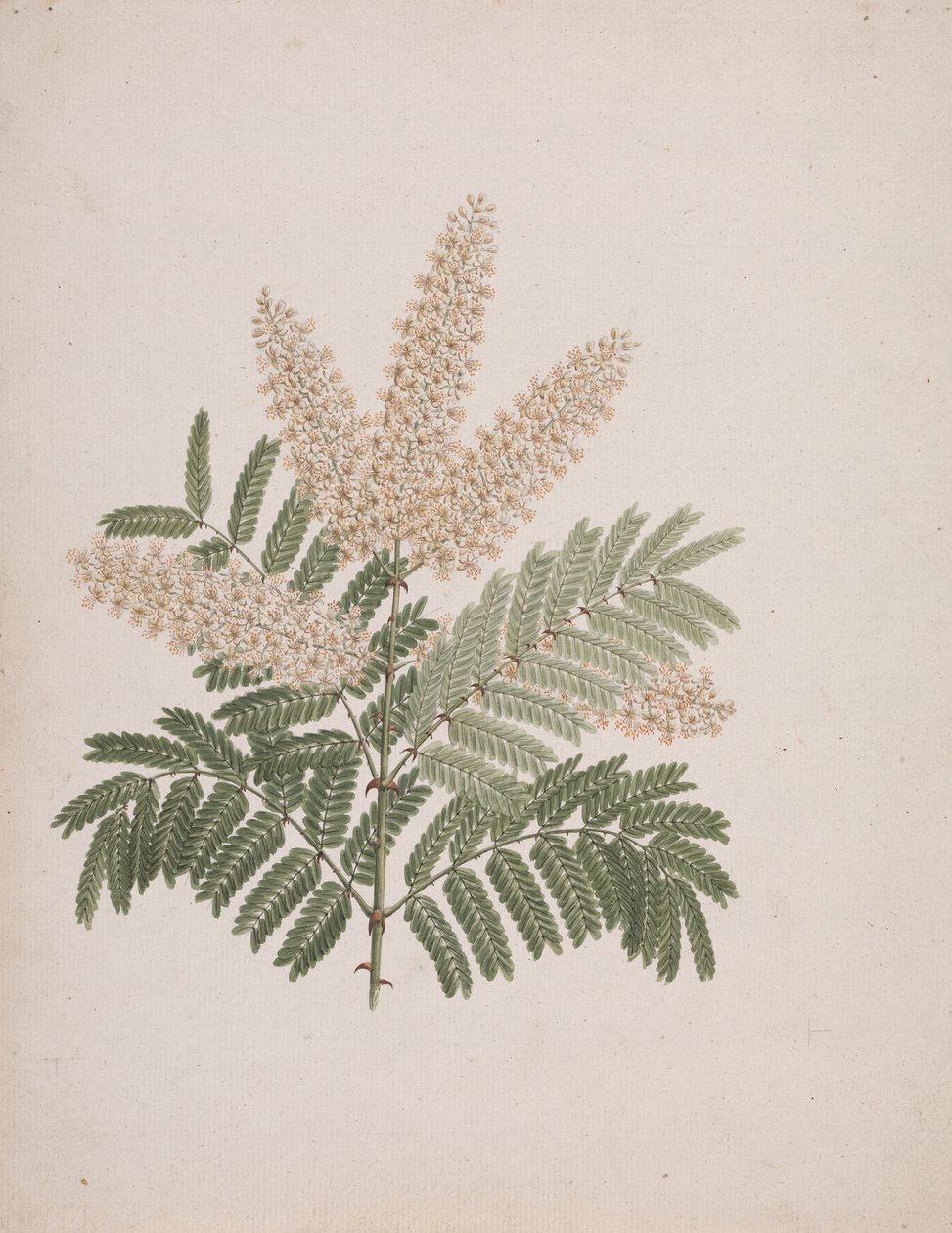 Pterolobium stellatum (Forssk): hotová kresba od Luigi Balugani