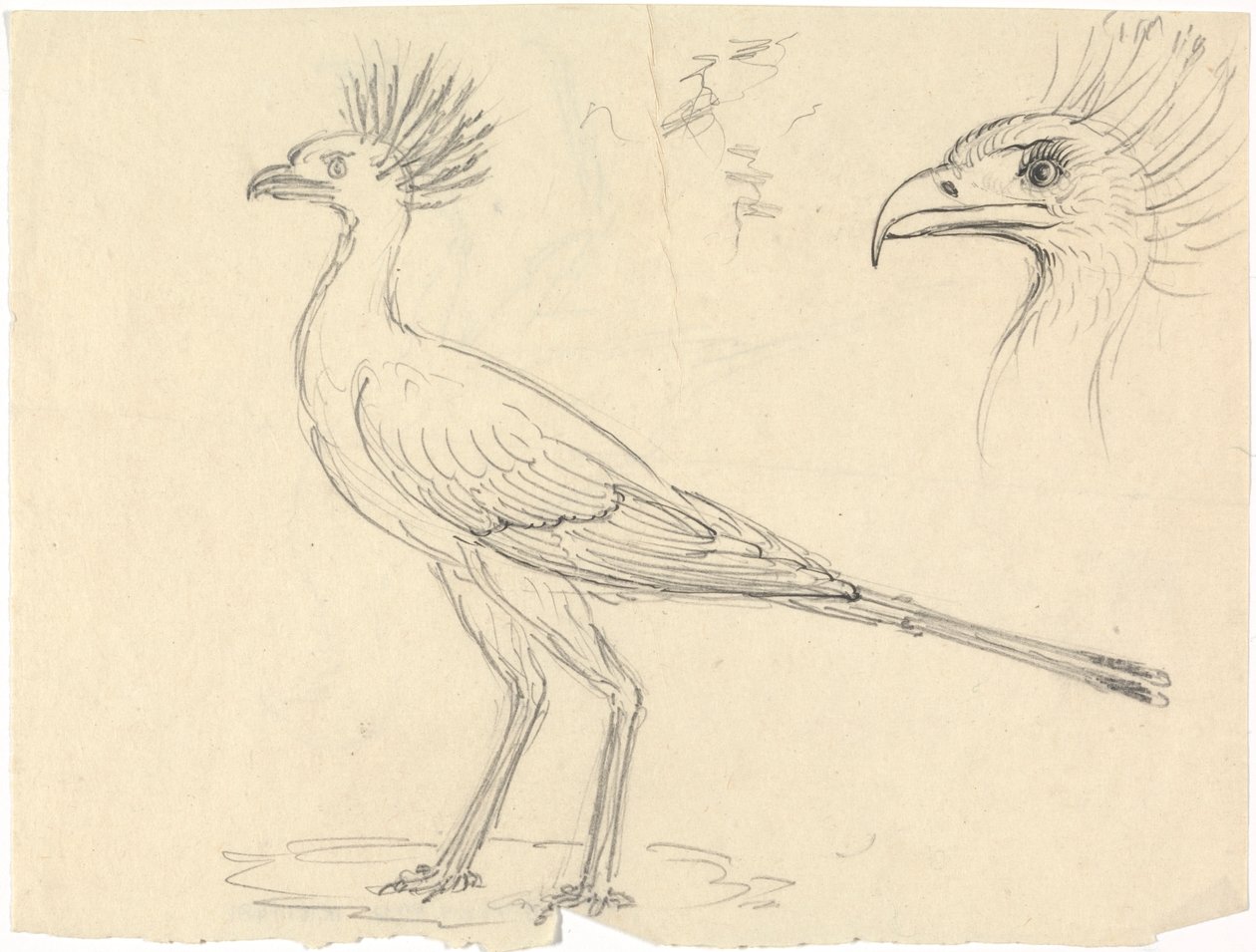 tajemník Bird od Luigi Balugani