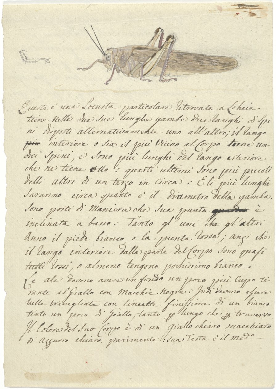 Studie kobylky, z Miscellaneous Sketches in Wrapper (akvarel a pero a inkoust na papíře) od Luigi Balugani