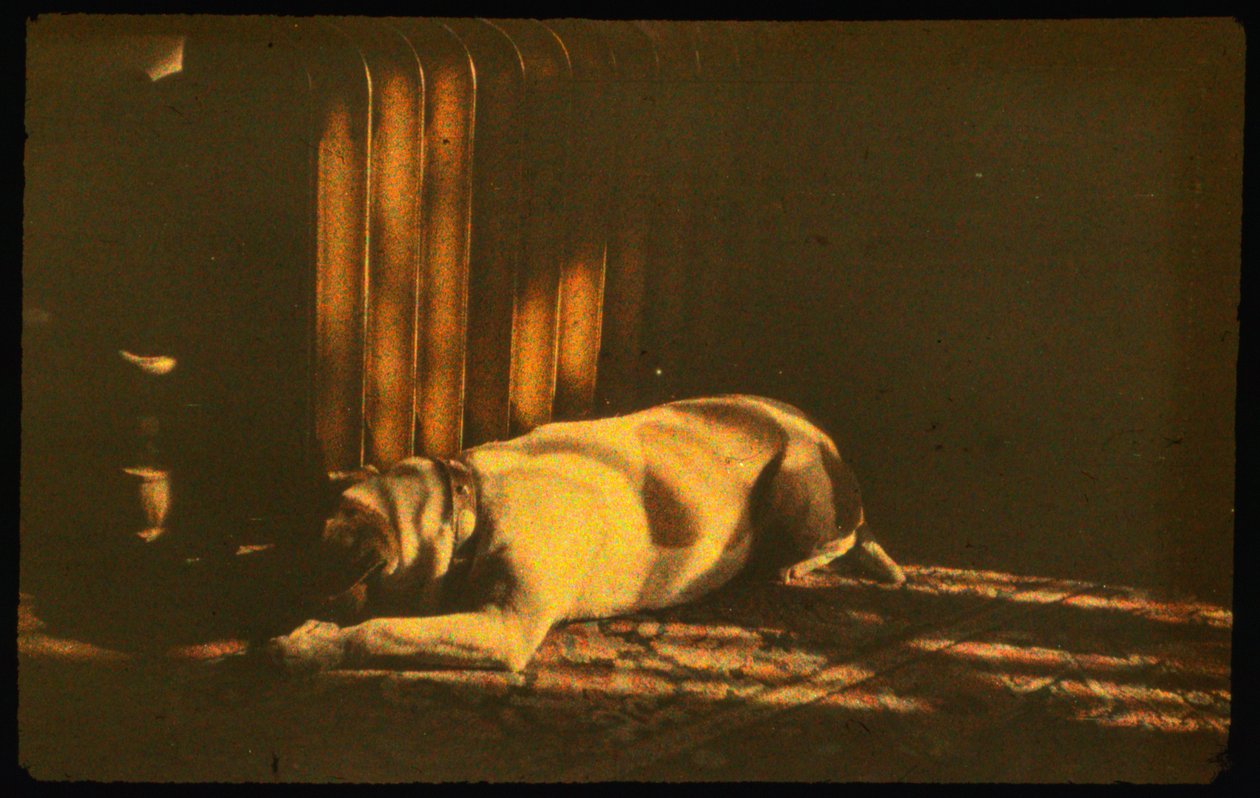 Barevná fotografie spícího psa ve slunečním světle s Autochrome Lumiére a 35mm fotoaparátem... od Luis Marden