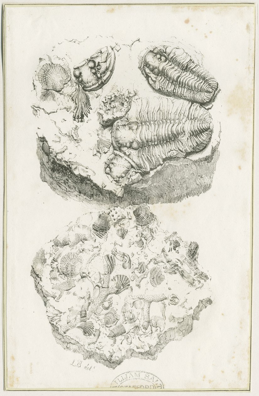 Dudley - Fosílie: litografie, nd [c 1825] (tisk) od Luke Booker