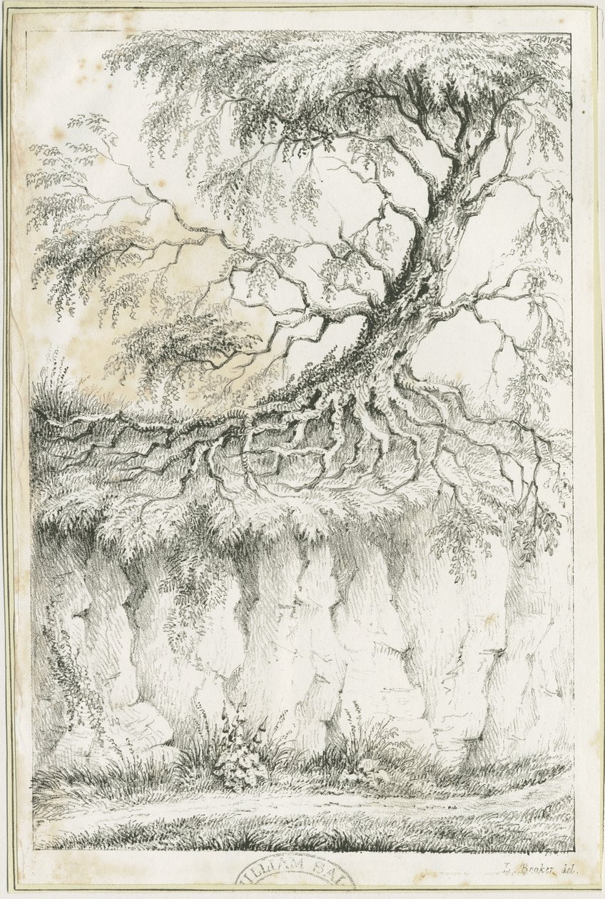 Dudley - Strom: litografie, nd [c 1825] (tisk) od Luke Booker