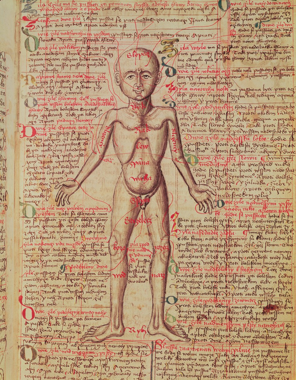 Anatomie lidského těla, z 
