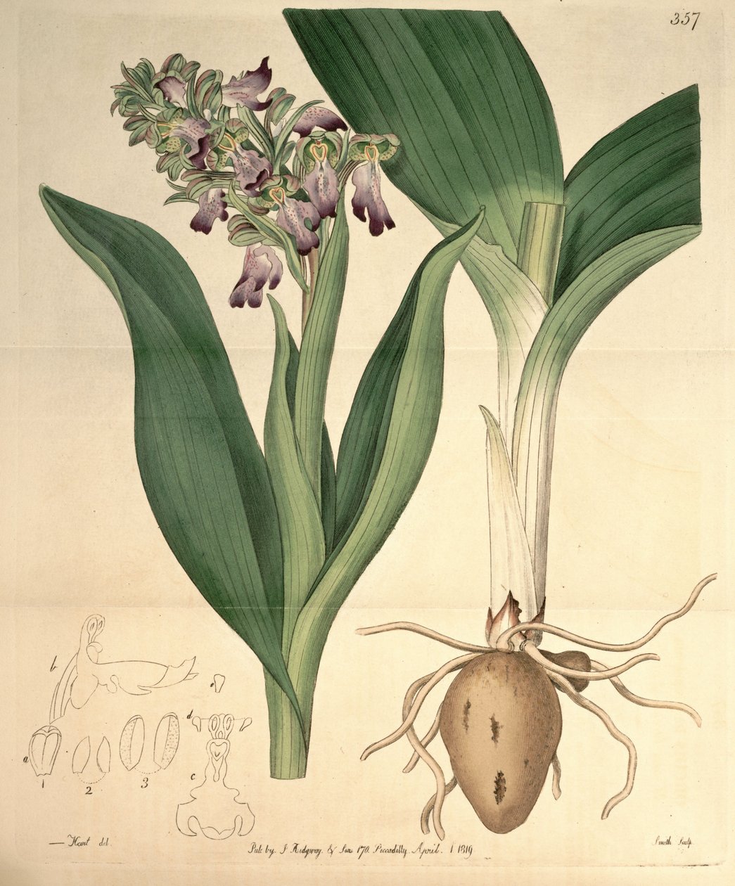 Ilustrace Barlia robertiana (jako syn. Orchis longibracteata Biv.) od M. Hart