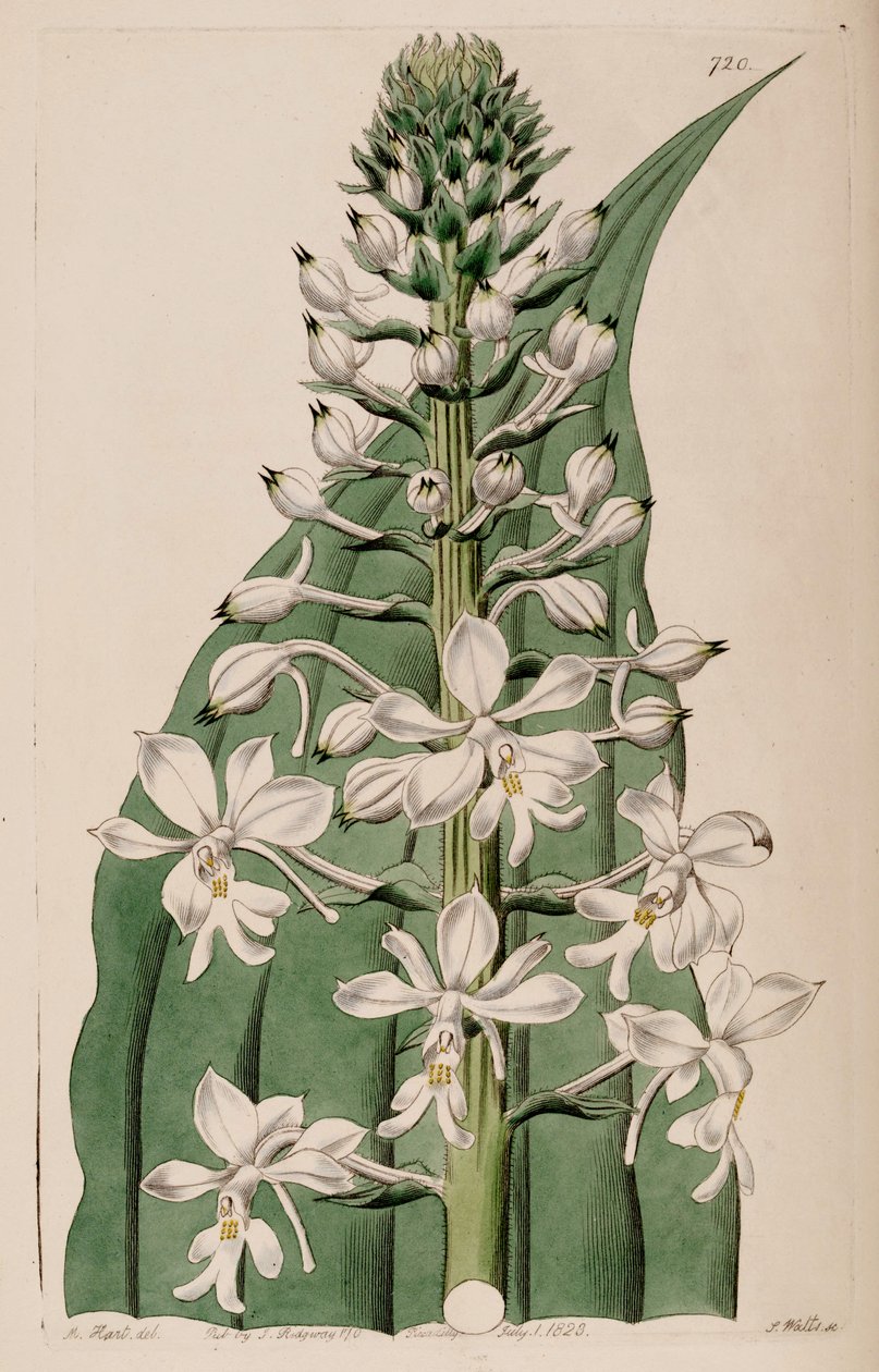 Ilustrace Calanthe triplicata (jako syn. Calanthe veratrifolia) (květenství) od M. Hart