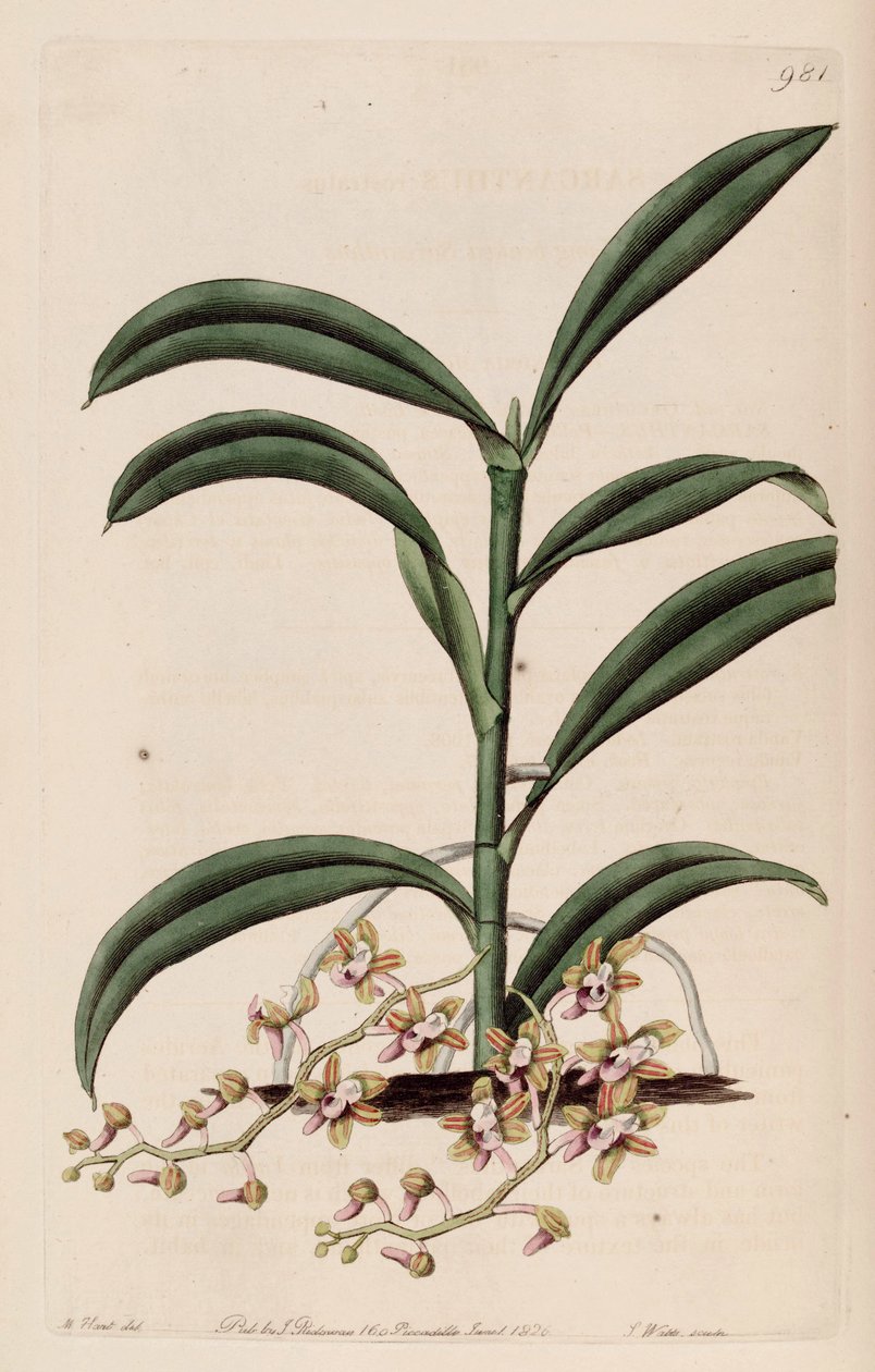 Ilustrace Cleisostoma recurvum (jako syn. Sarcanthus rostratus) od M. Hart