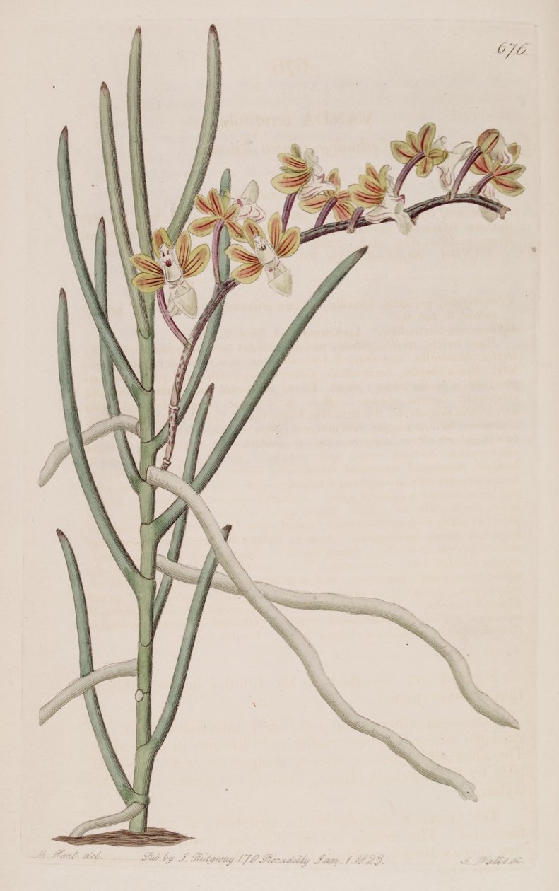Ilustrace Cleisostoma simondii (jako syn. Vanda teretifolia) od M. Hart