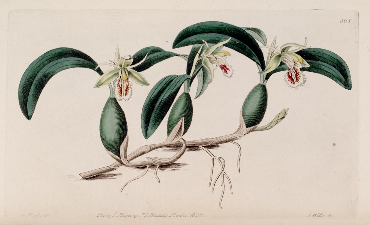 Ilustrace Coelogyne fimbriata od M. Hart