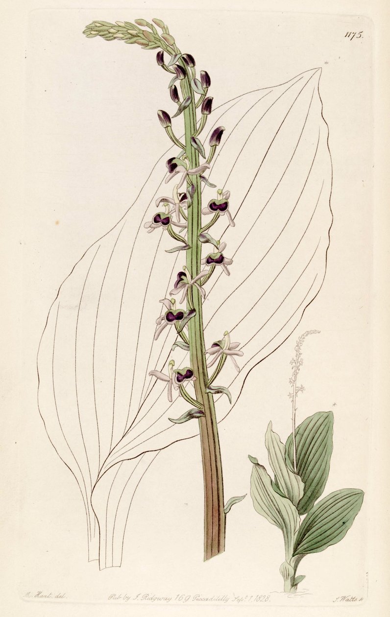 Ilustrace liparis nervosa ssp. nervosa (jako syn. Liparis elata) od M. Hart