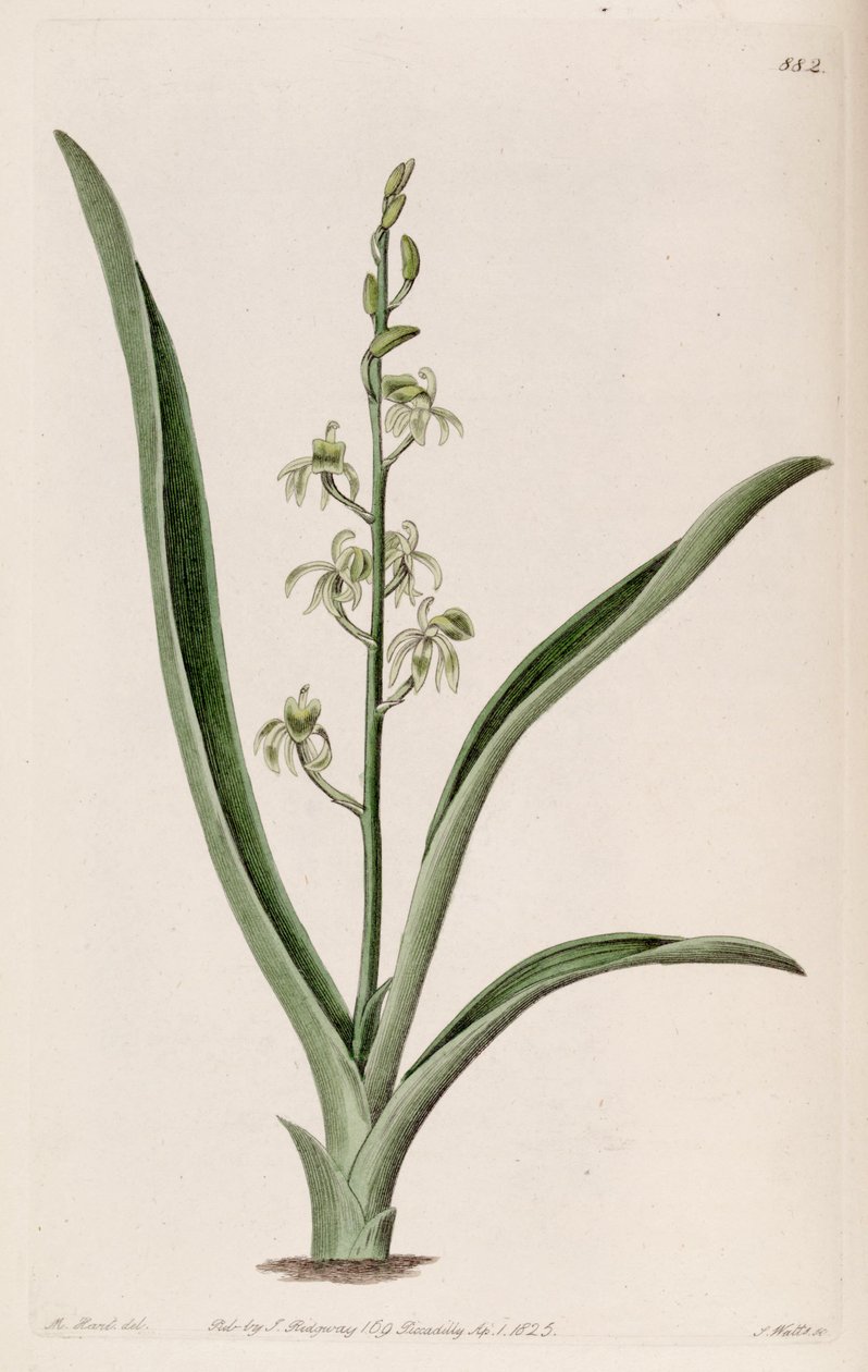 Ilustrace Liparis reflexa (jako syn. Liparis foliosa) od M. Hart
