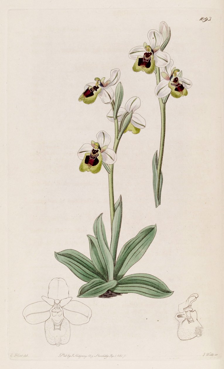 Ilustrace Ophrys tenthredinifera od M. Hart