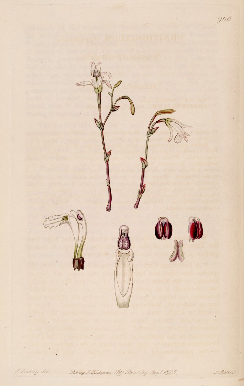 Ilustrace Pogonia ophioglossoides (jako syn. Pogonia pendula) od M. Hart