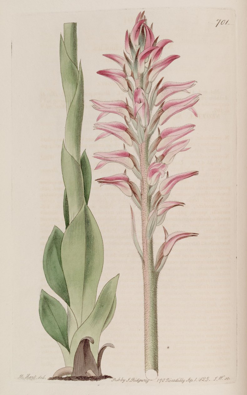 Ilustrace Sacoila lanceolata (jako syn. Neottia orchioides) od M. Hart