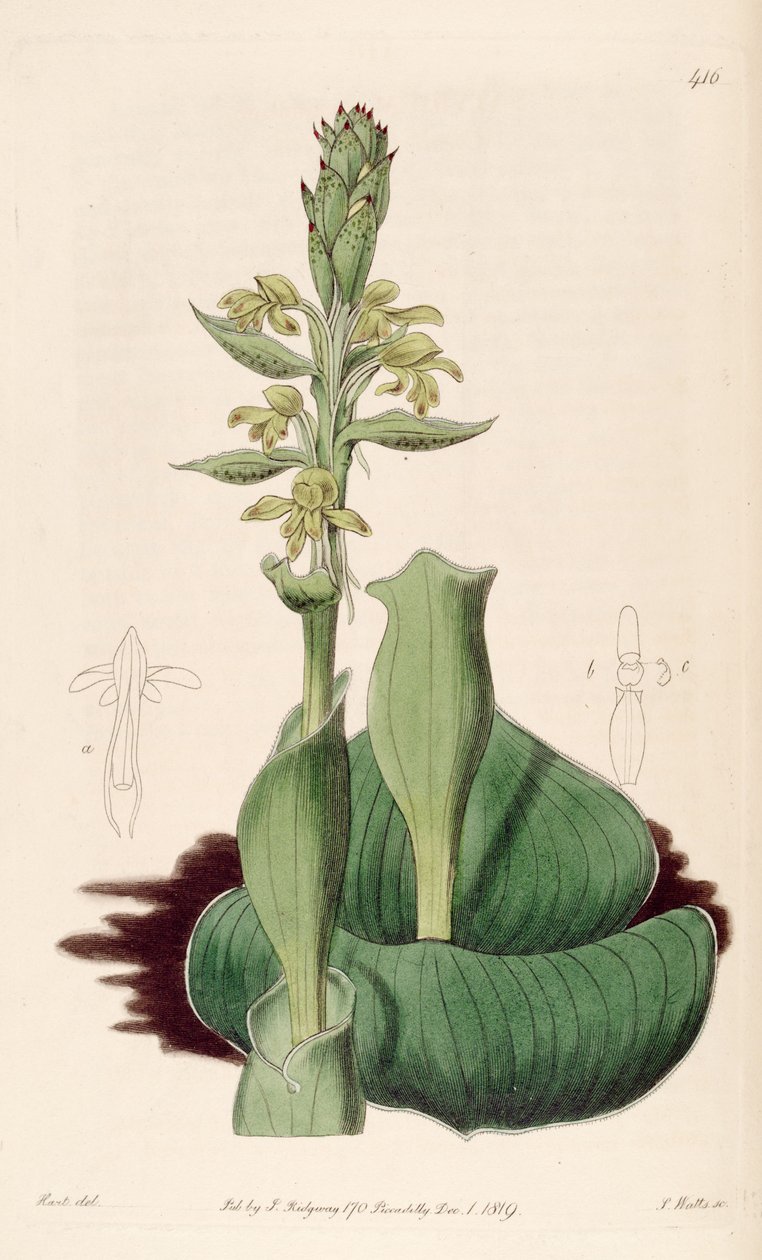 Ilustrace Satyrium bicorne (jako syn. Satyrium cucullatum) od M. Hart