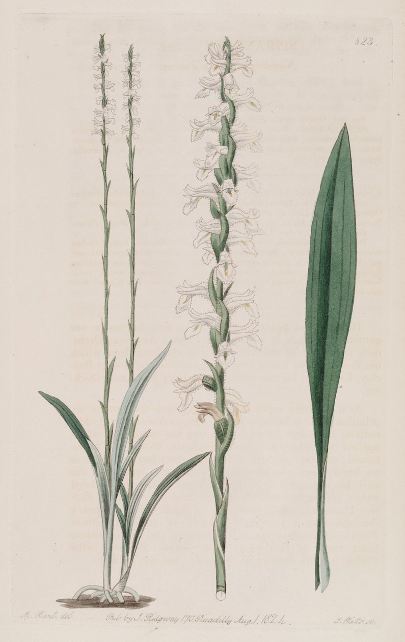Ilustrace Spiranthes cernua od M. Hart