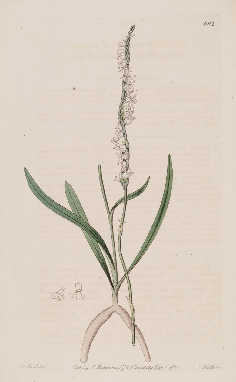 Ilustrace Spiranthes sinensis (jako syn. Neottia australis) od M. Hart